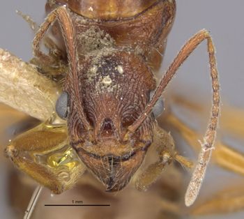 Media type: image;   Entomology 20599 Aspect: head frontal